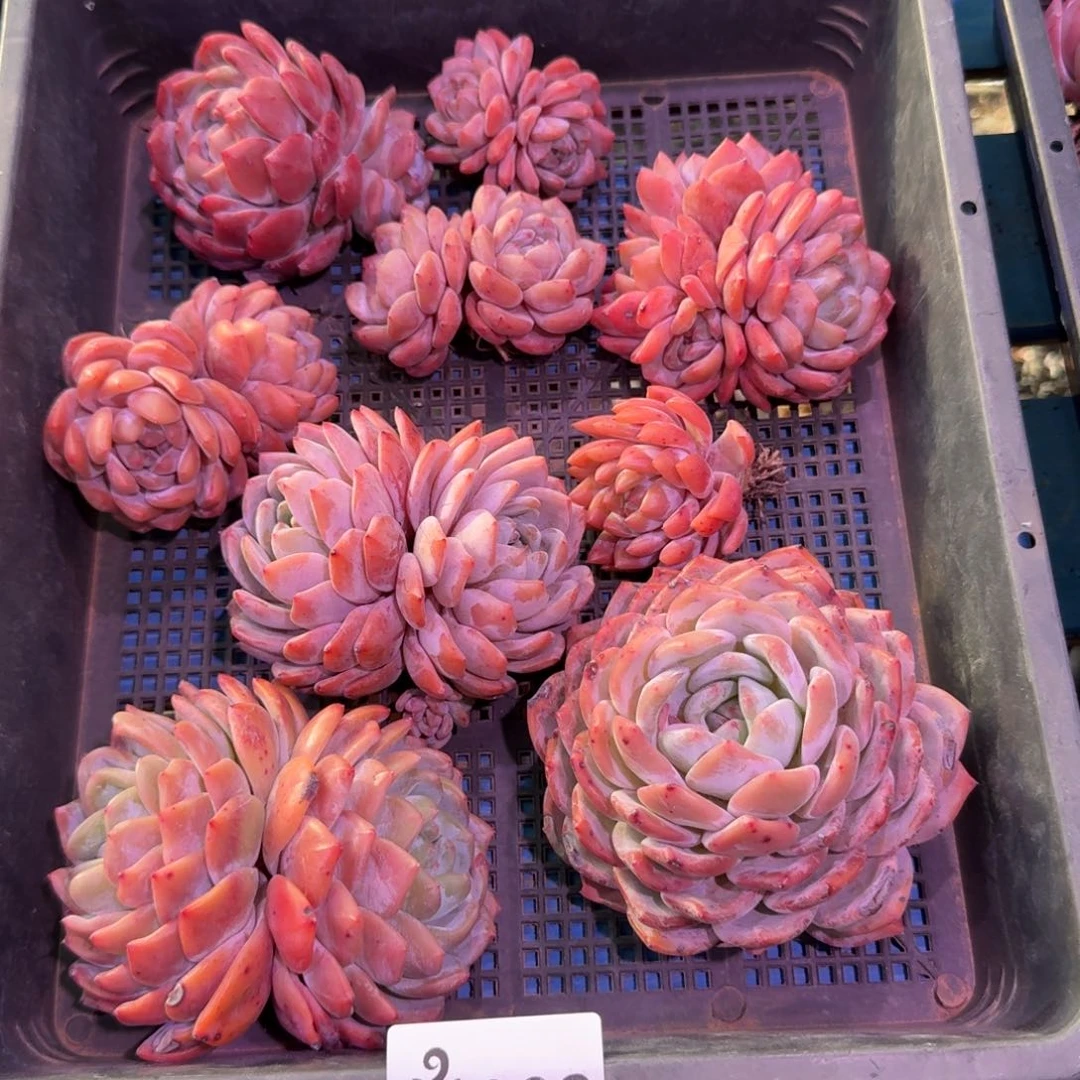 02号筐橙梦露脱土发货