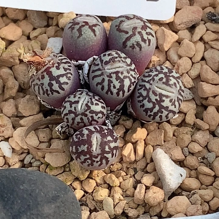 桃喜花园0204-39超墨