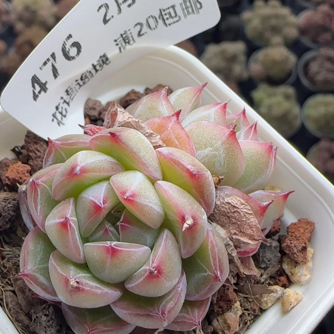 花语逸镜0226-476