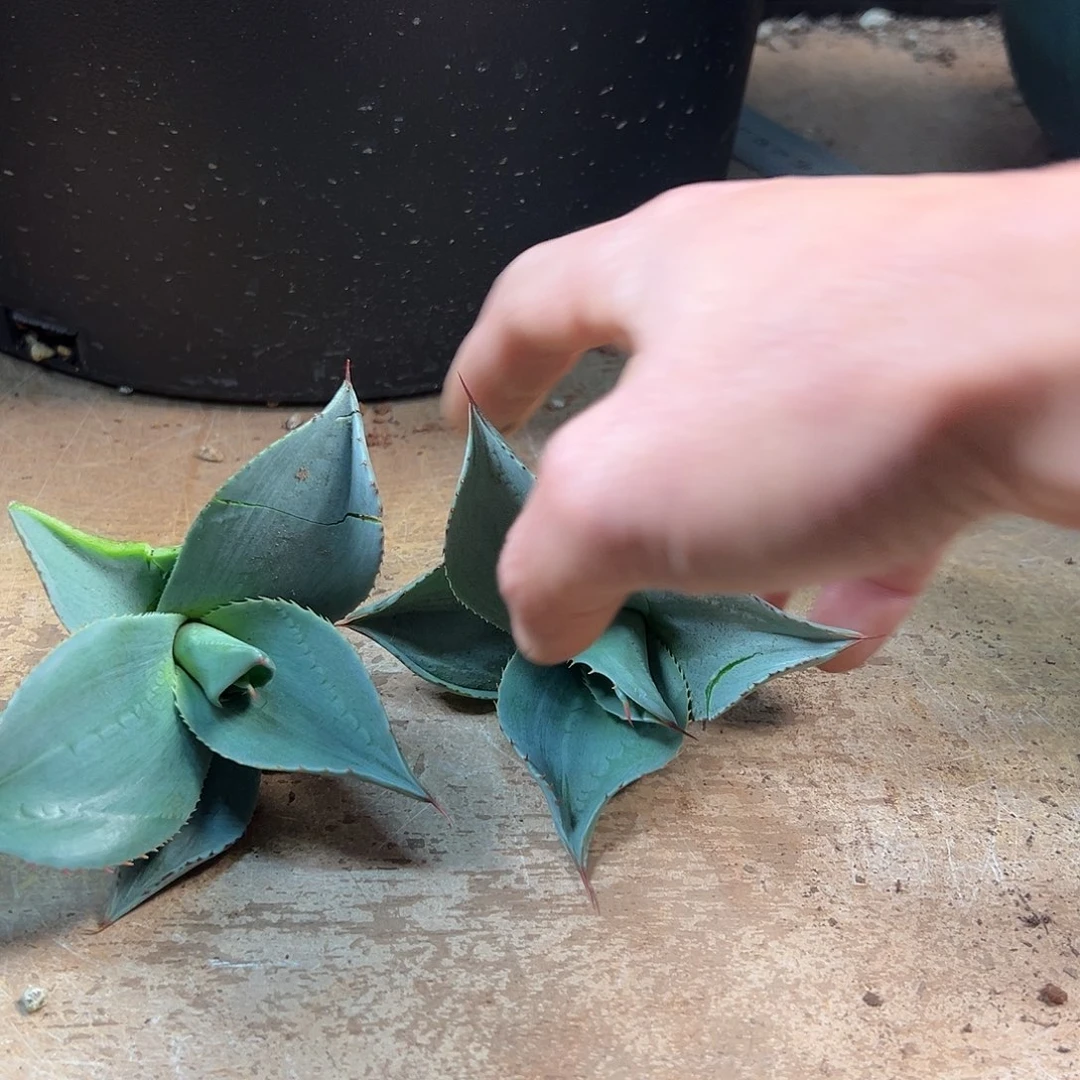 无花朵多肉植物圆叶鲸鱼舌