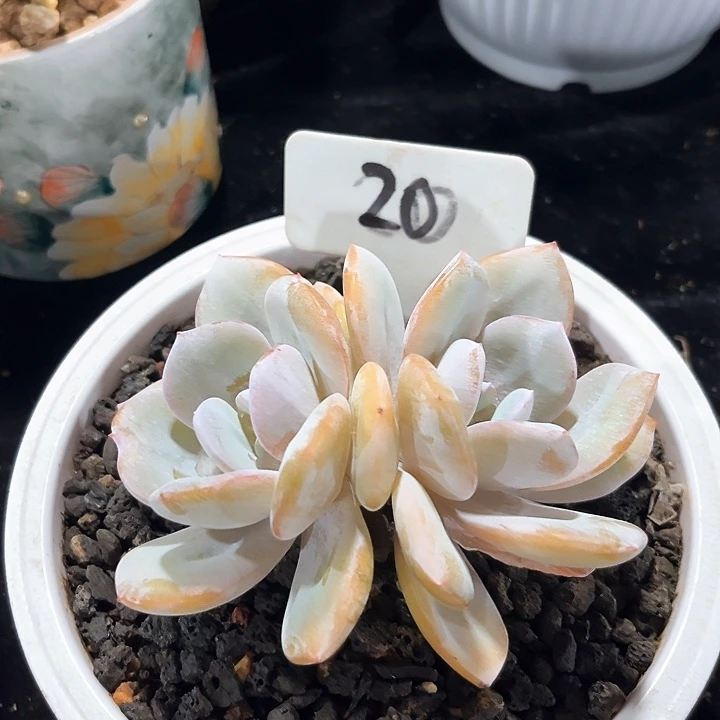 双头奶茶20号码牌子的