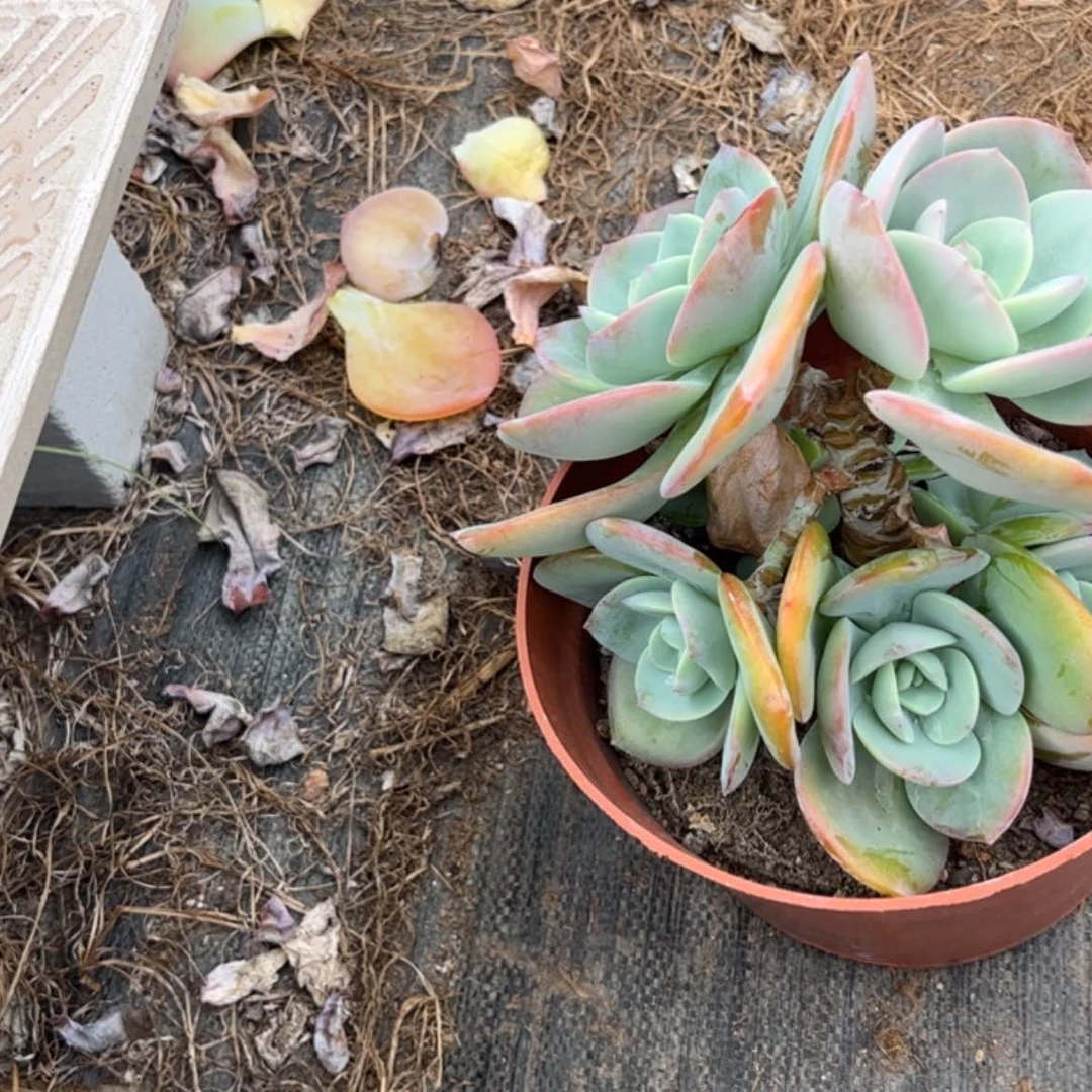 【闪购商品】无花朵慧*梁