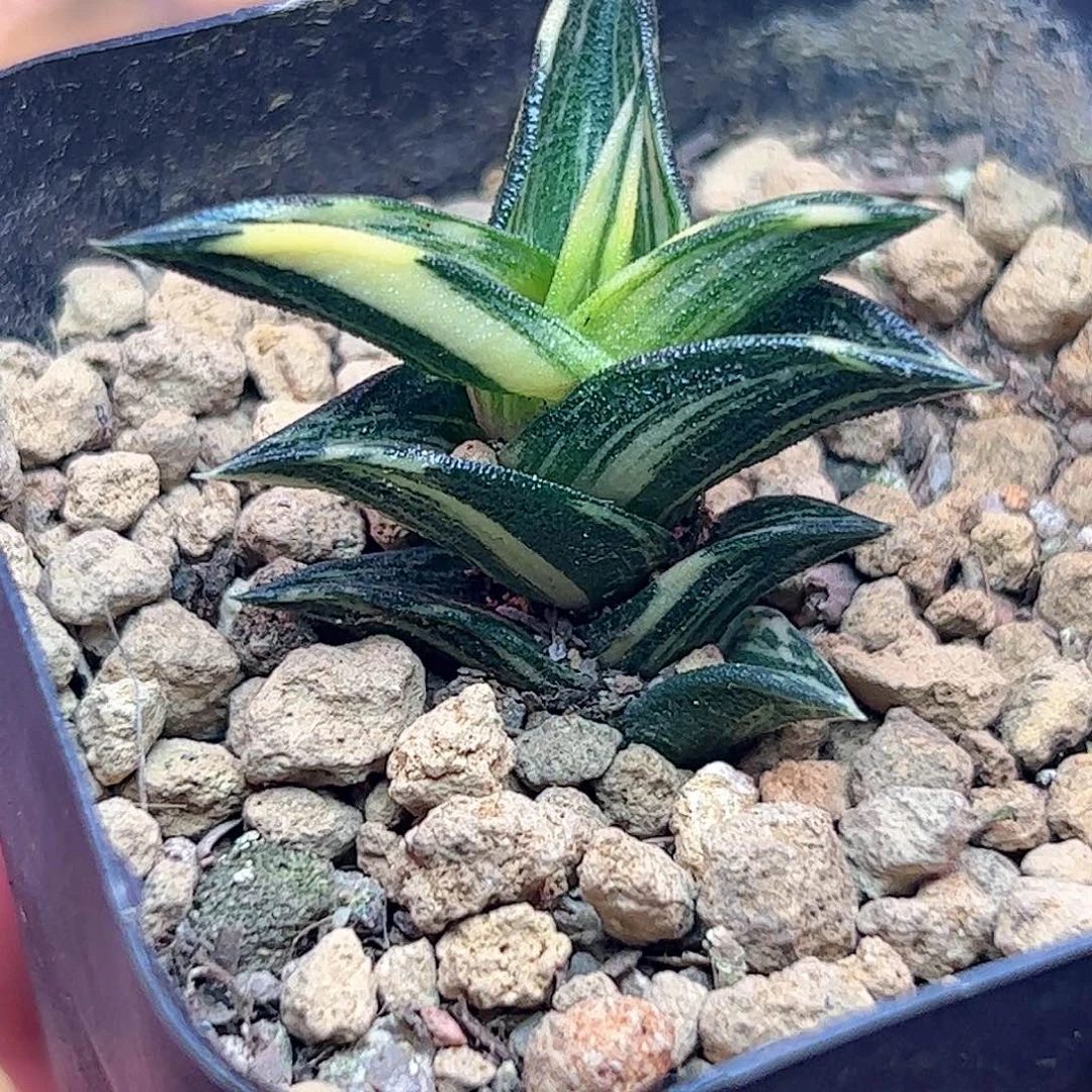 象牙锦十二卷多肉