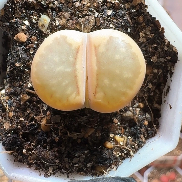 生石花111111。  381
