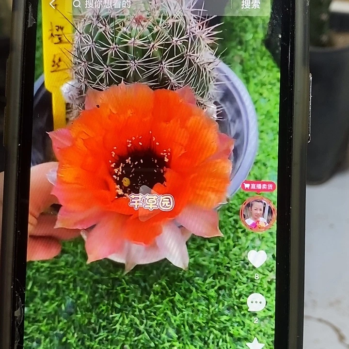 橘丝丝丽花侧芽嫁接用