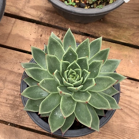 美肉特价活动开始啦