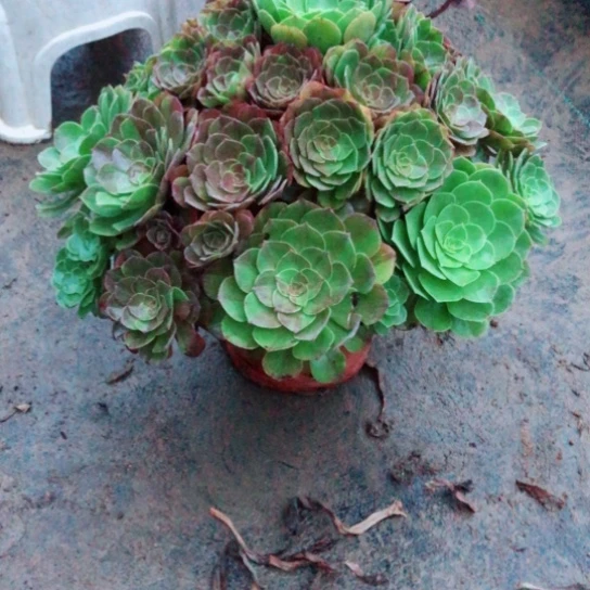 我***是无花朵花月夜法师多肉植物54号