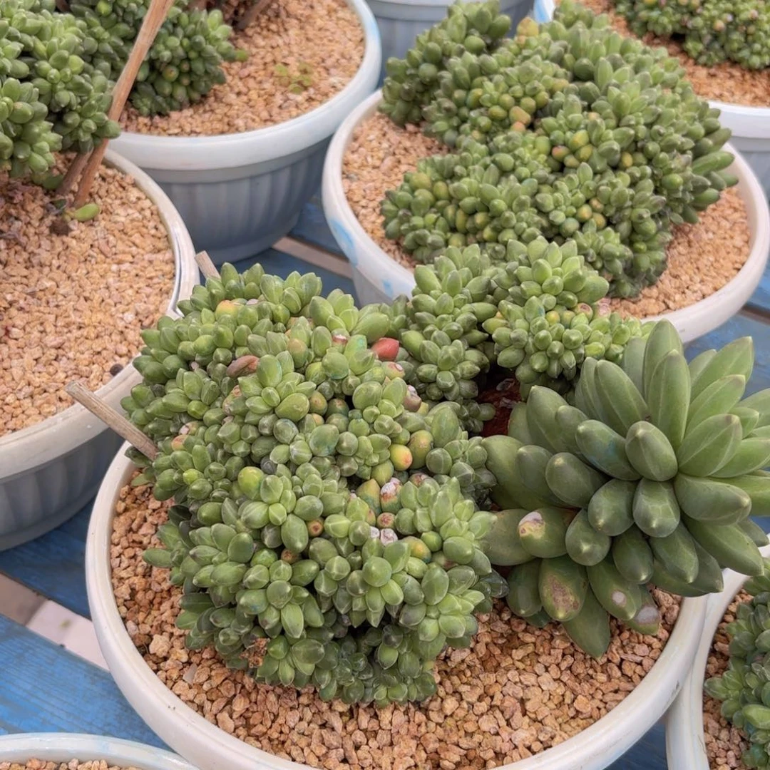 千代田一物一拍所见即所得