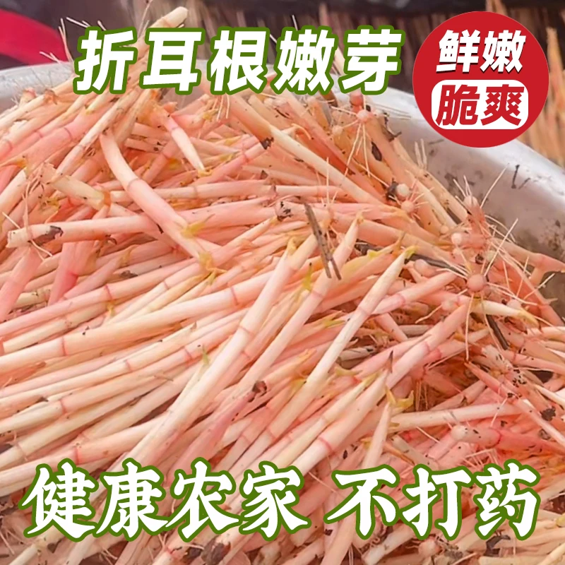 中通 折耳根嫩芽鱼腥草猪皮拱嫩芽