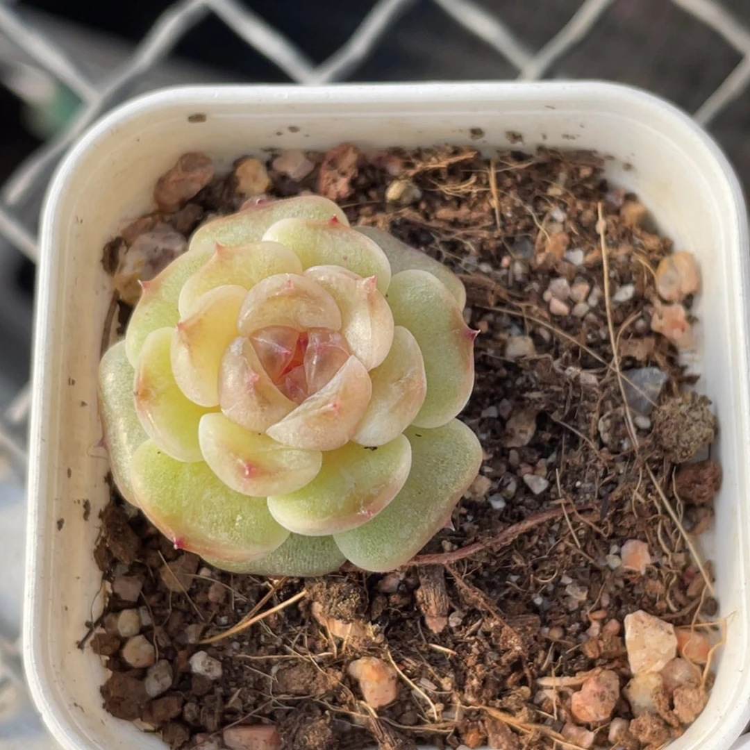 201号糖心冰心珍妮