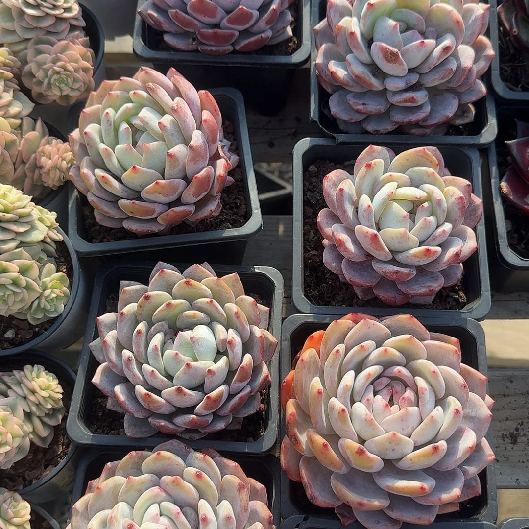 特价成梦露单头多肉植物