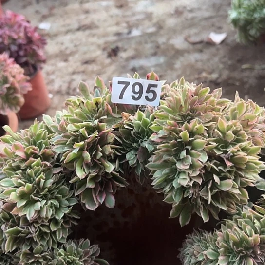 山***享多肉植物一个女神795