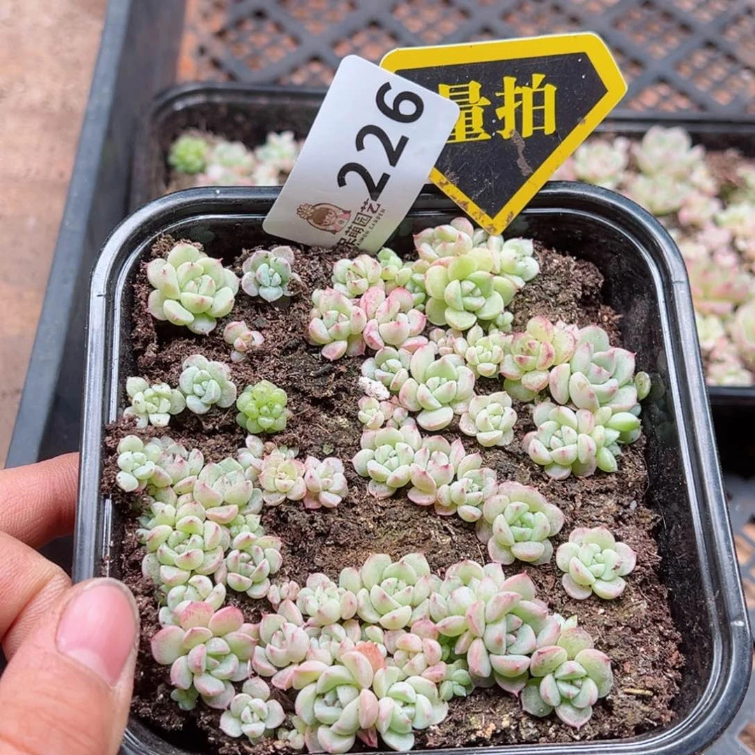 多肉植物多肉植物