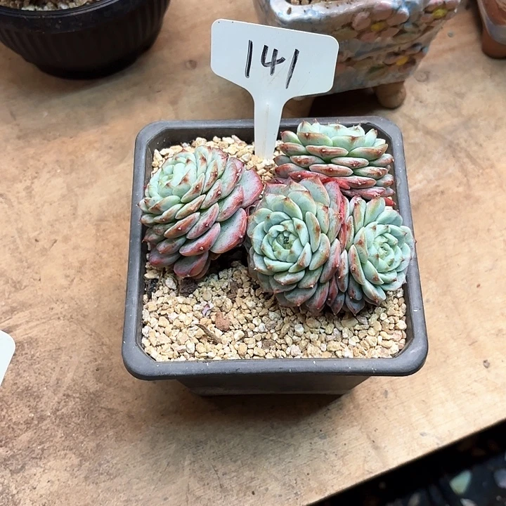 多肉植物，天鹅绒141号