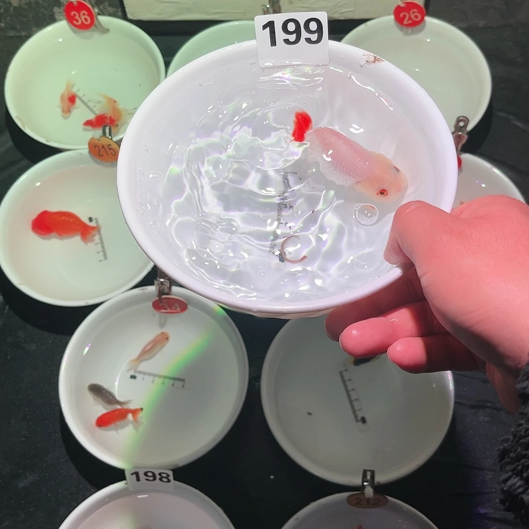 金鱼金鱼888888888199