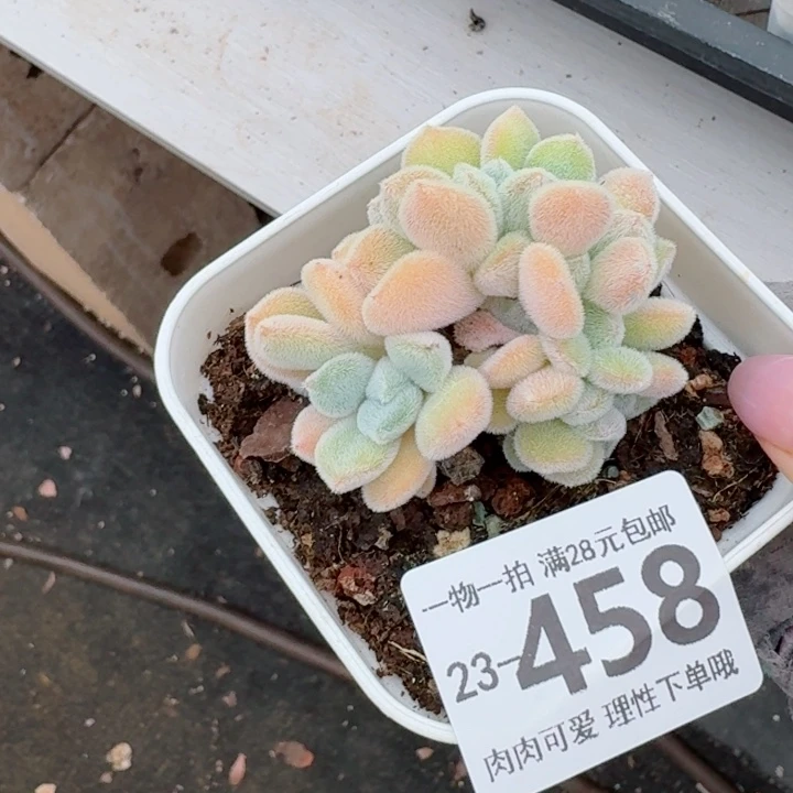 雪晃星缀化无盆土发货无盆土发货无