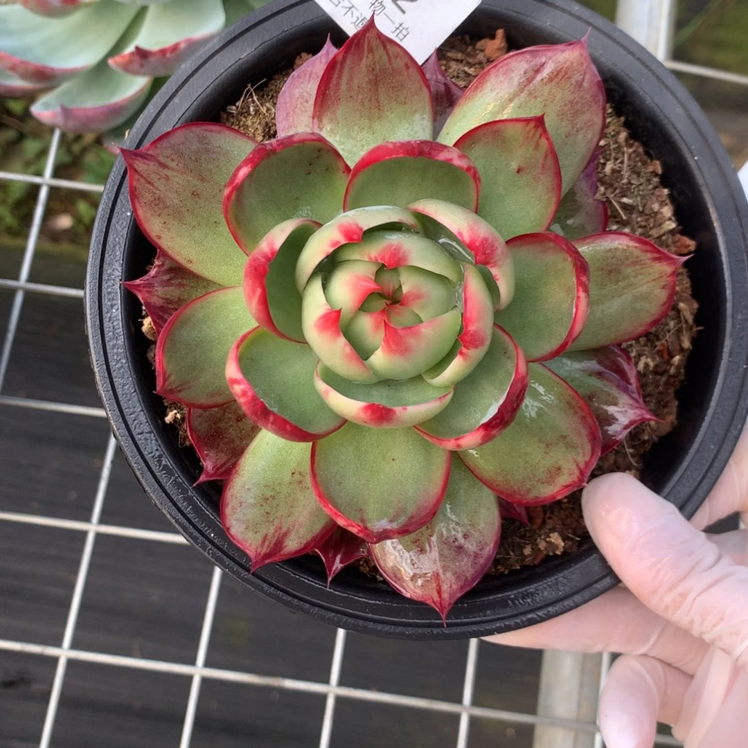 532号多肉植物惊鸿12