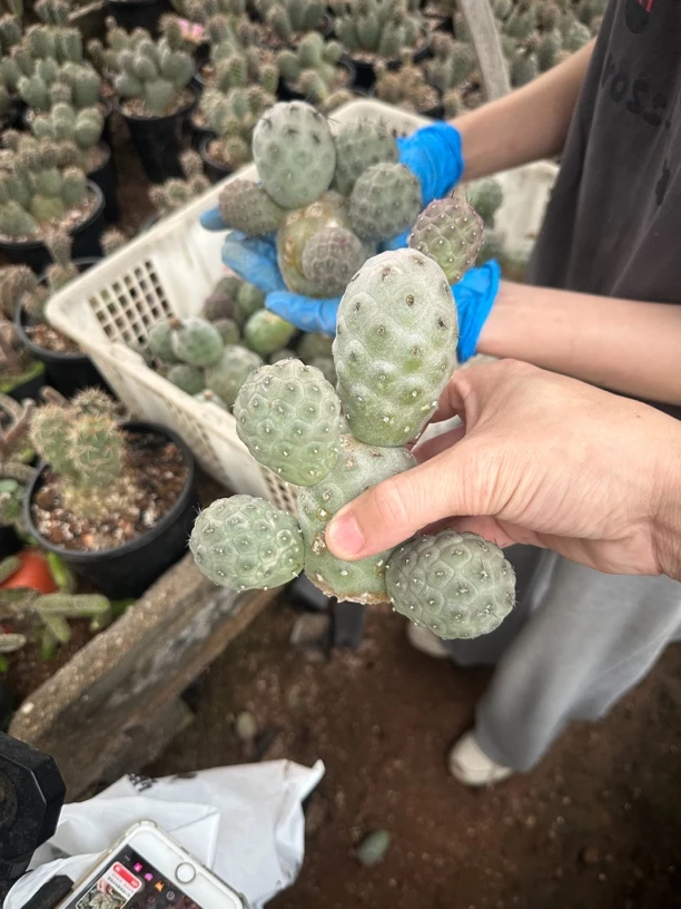 仙人球直播综合链接习自野4头起