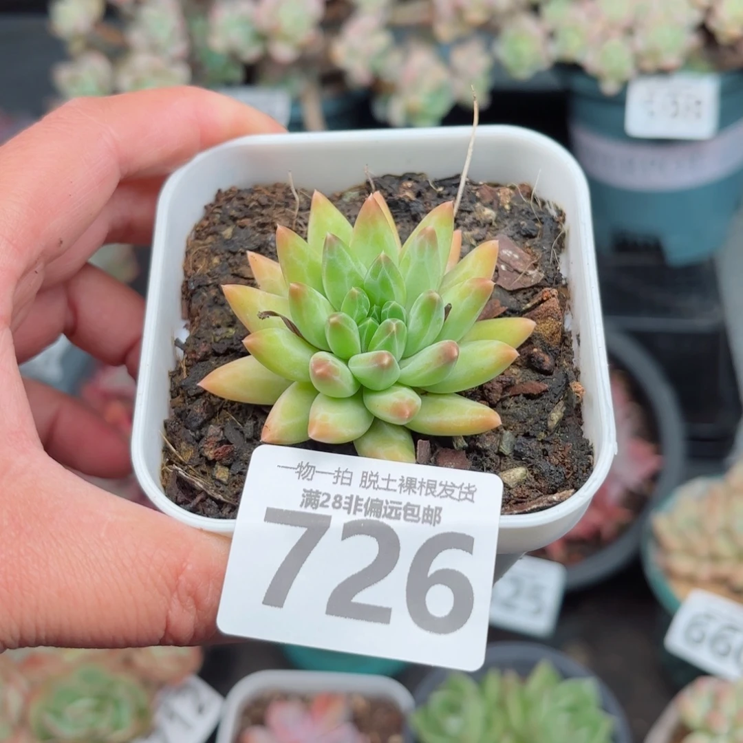 陨石单头无盆土发货