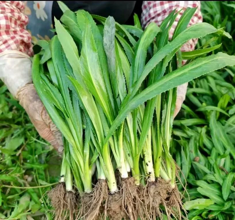 【大香菜种子】山野刺芫荽香菜家庭阳台小院盆栽地栽四季种植