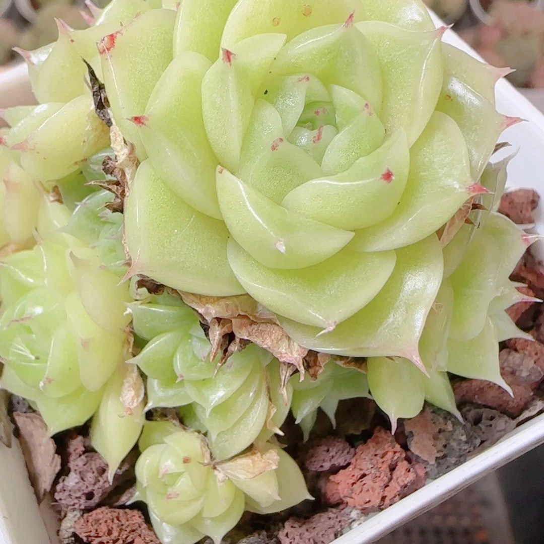 花语逸镜1114-236散