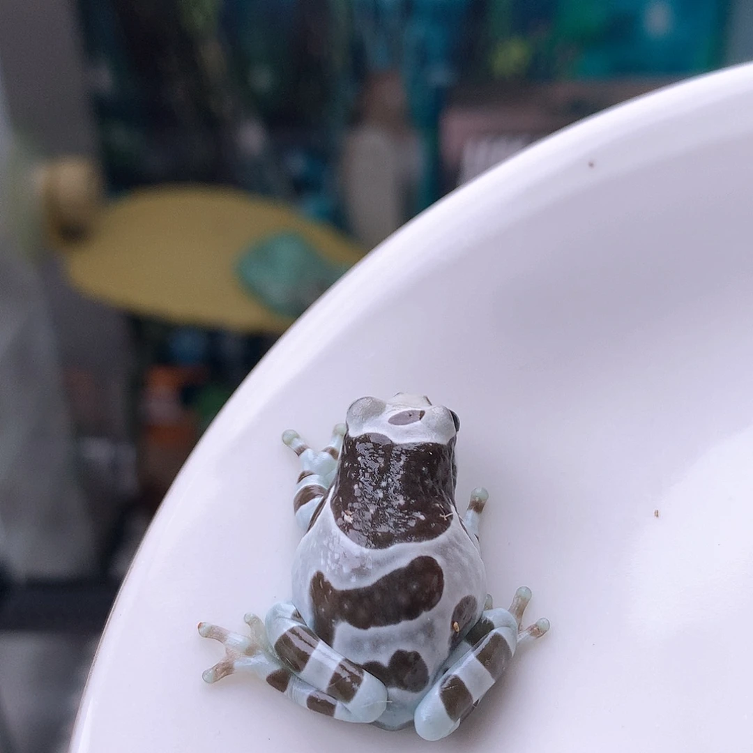 老爷树蛙香港子代牛奶树蛙，体质超好