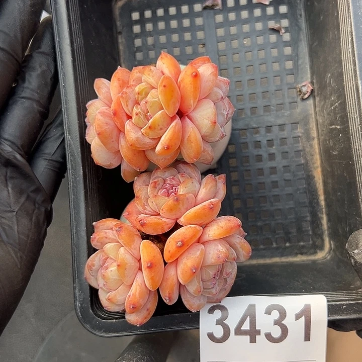 3431俩个三头星影带盆发的