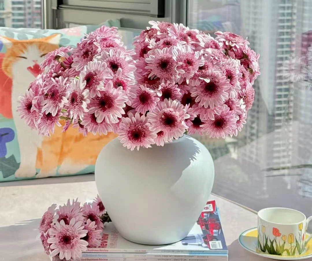 一单包邮《两单以内中通 三单以上顺丰》小红帽雏菊鲜花