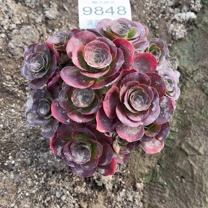 9848魅金的的的多肉