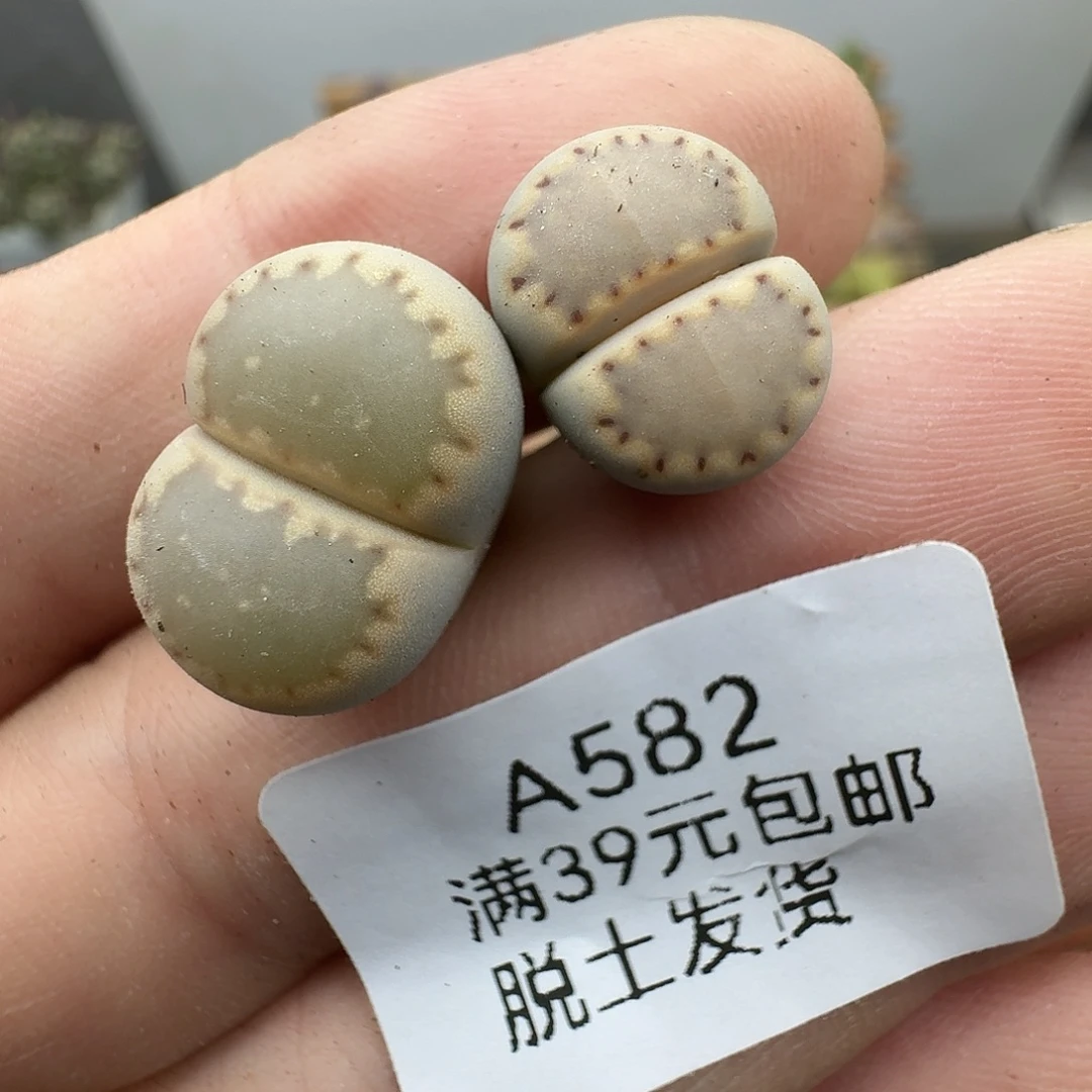 小****582多肉哈哈哈哈哈哈哈哈