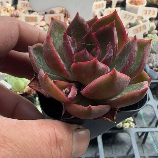 277红灯 一物一拍多肉