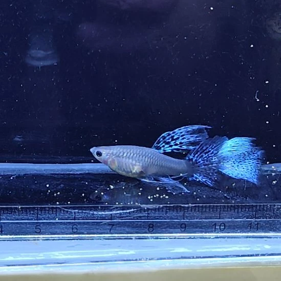 孔雀鱼24蓝草大C一对