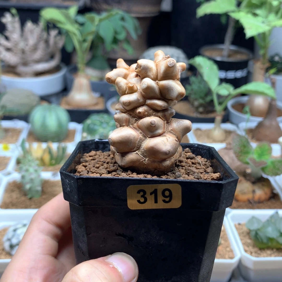 蛮鬼塔厚敦菊母本多肉带盆