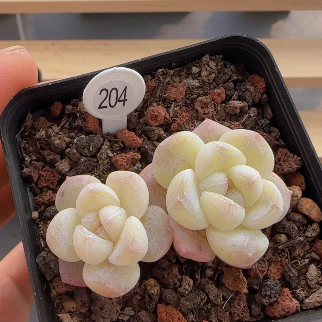 ?*默全场满28包邮多肉植物