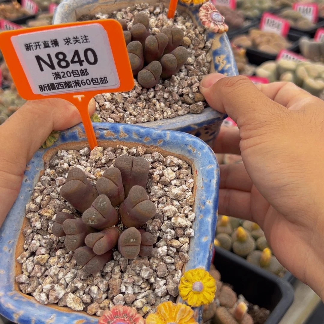 花***贝840，841.生石花大群生大群生