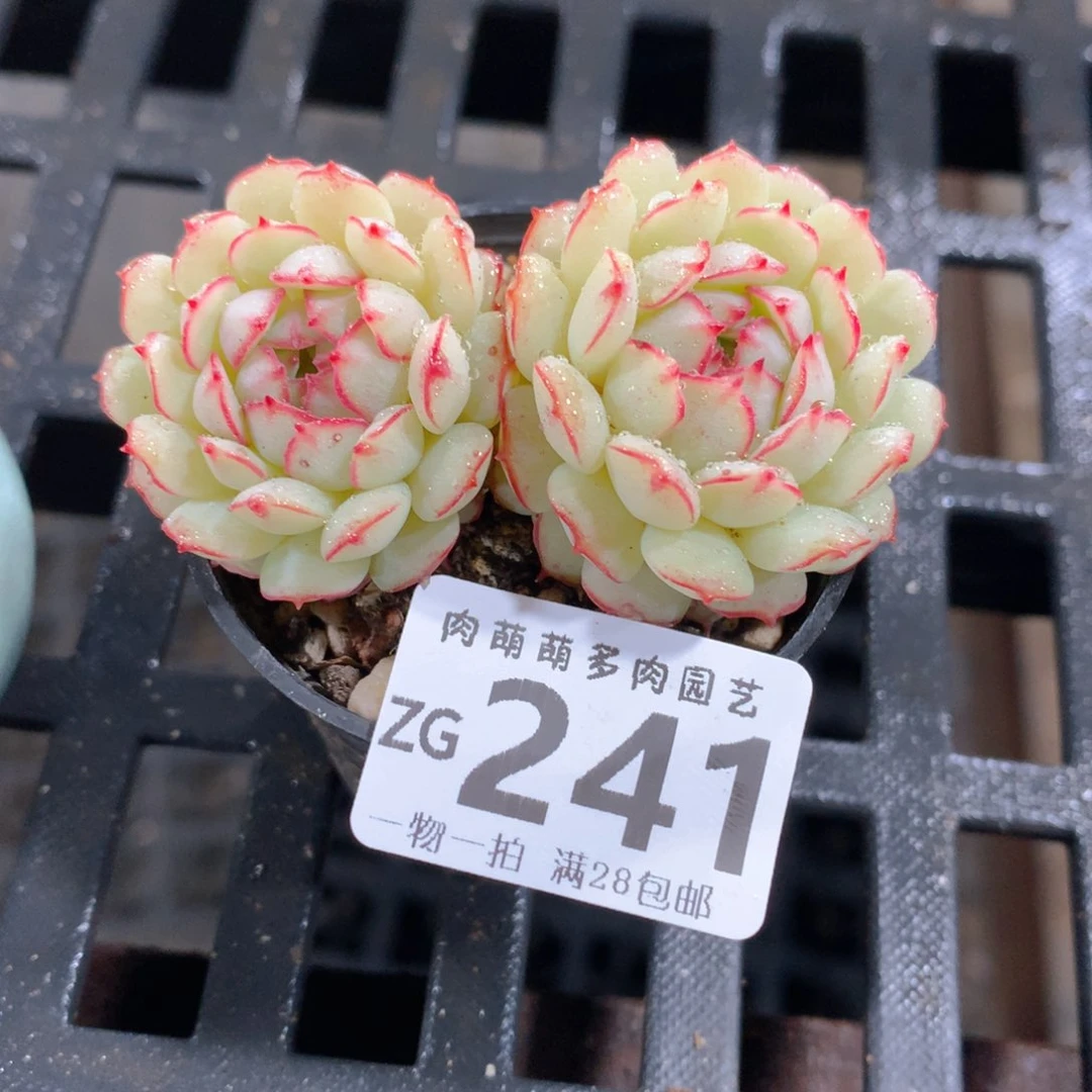 肉萌萌拇指盆精控多肉ZG241