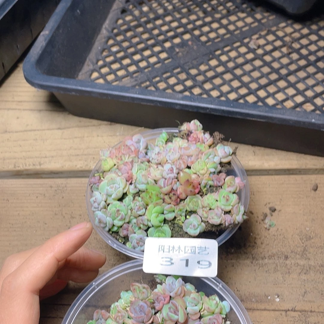 爱***子多肉植物多肉植物319