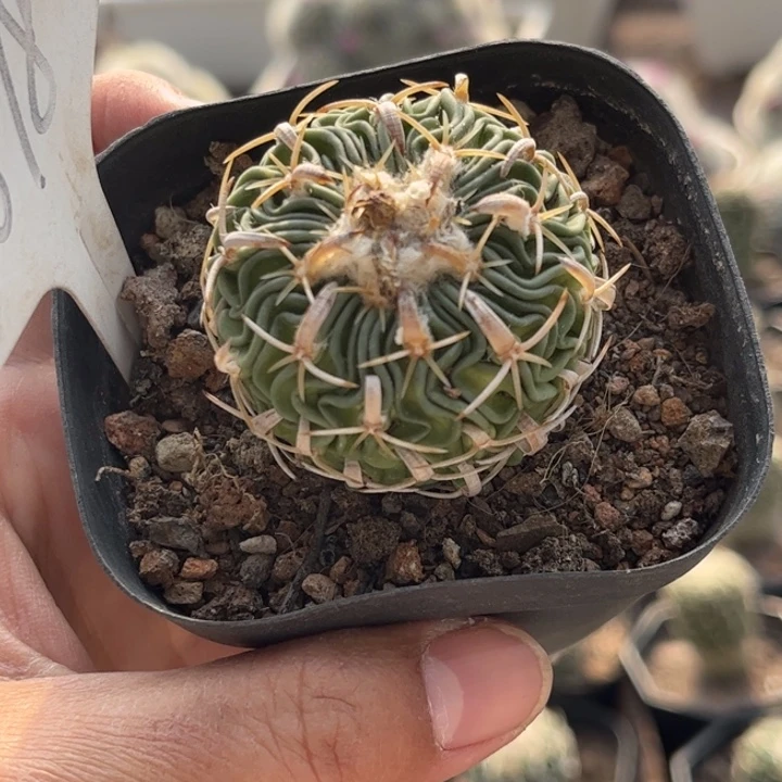 胖****鱼698实生太刀岚好养皮实