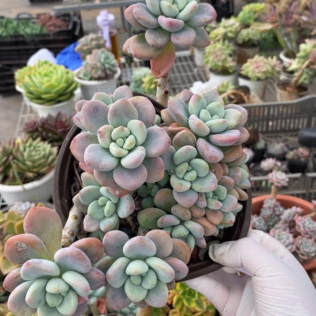 5045洛神整桩一物一拍