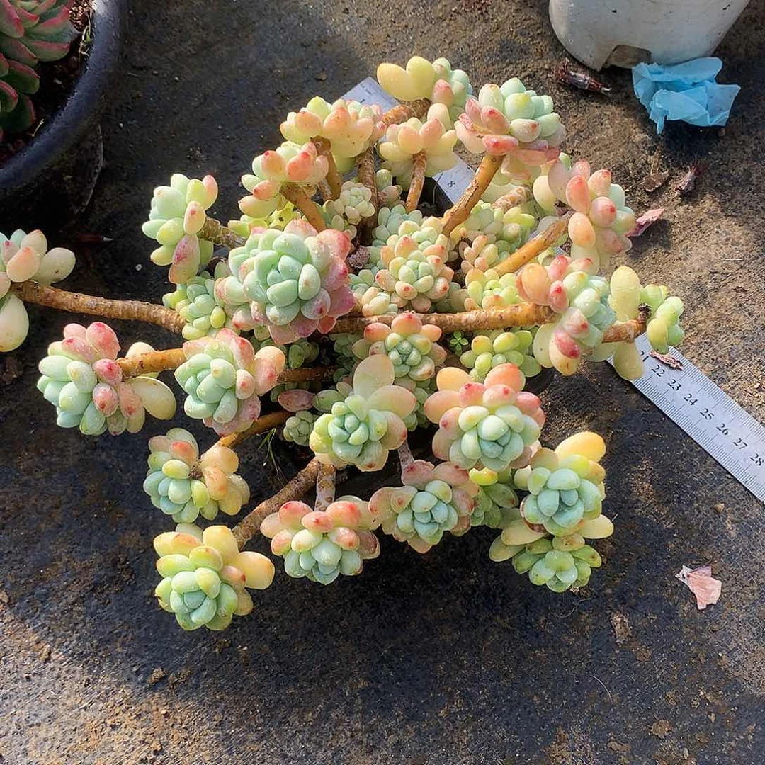 罗奇一物一拍8.62