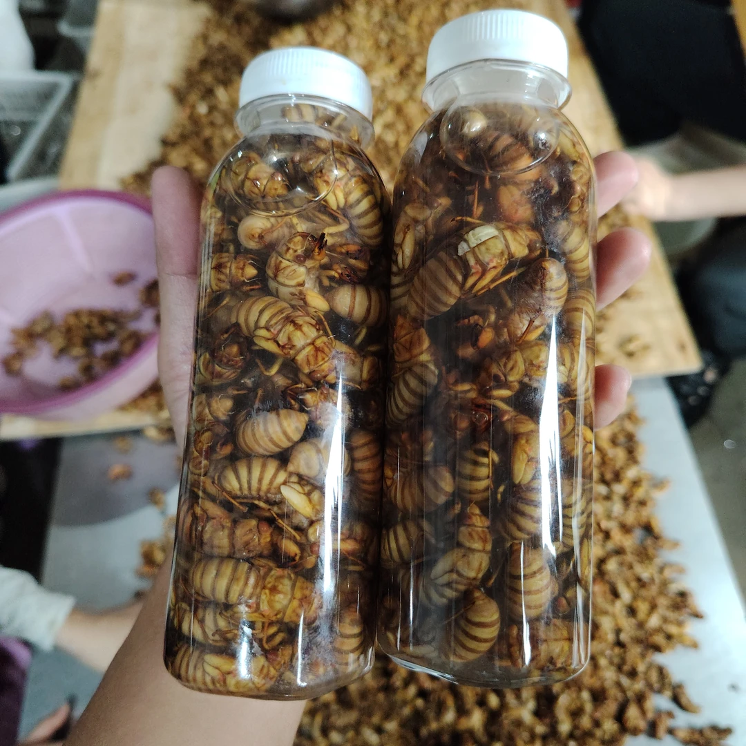 新鲜速冻知了猴爬叉大自然美味纯顺丰冷冻包邮