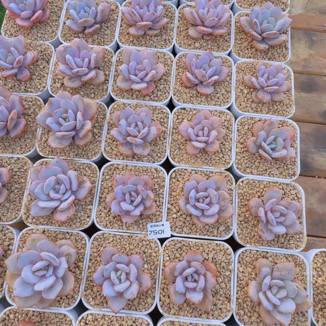 多肉植物奶茶单头量拍一颗