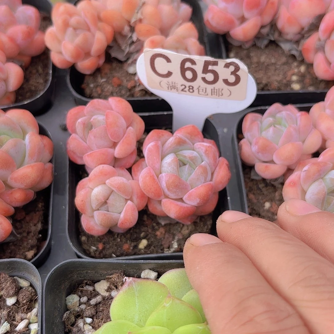 C653香妃一物一拍