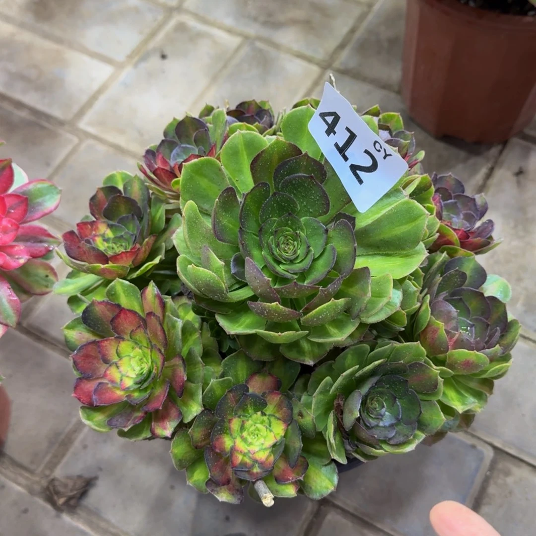 多肉植物412。 海王。七彩。