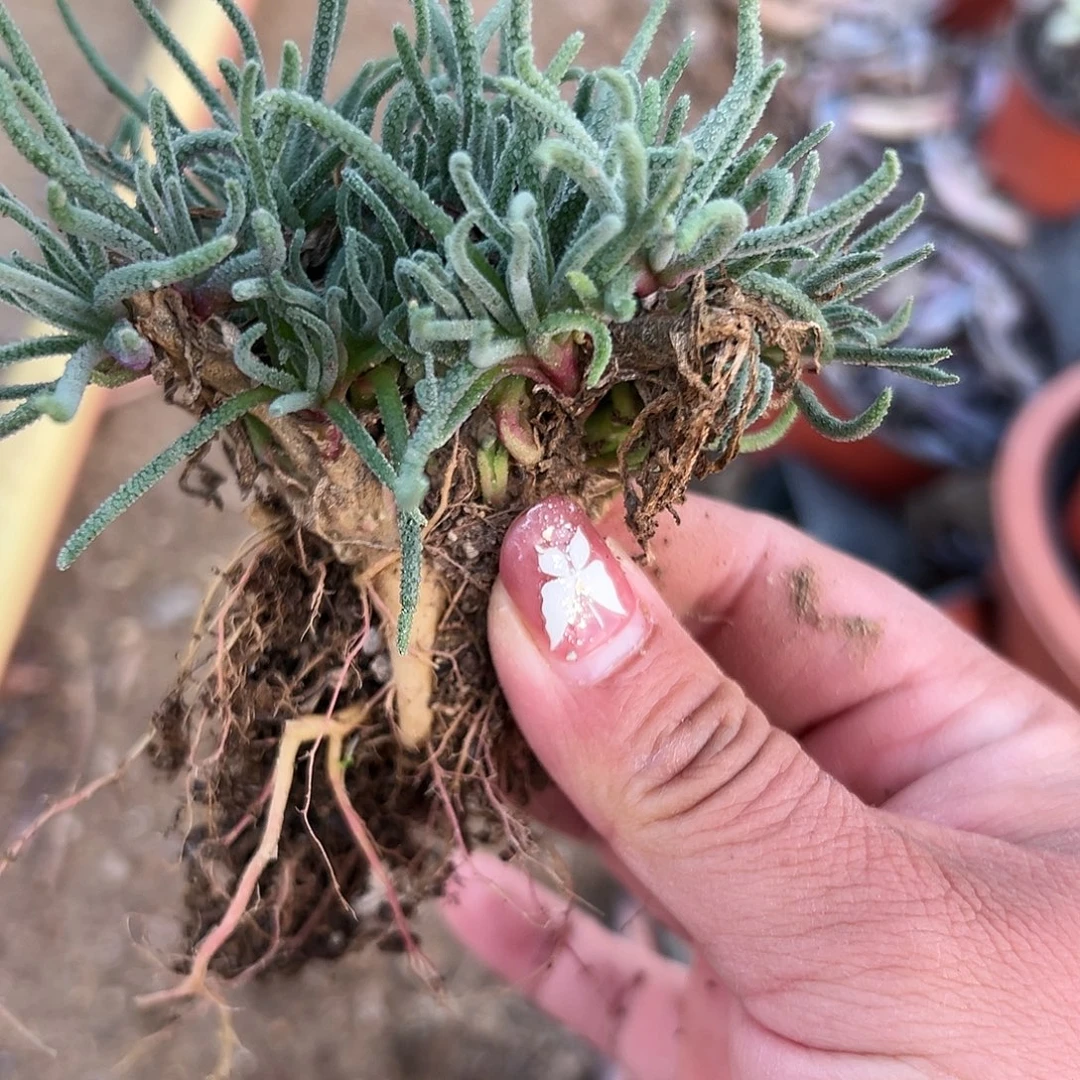 多肉植物天赐块根