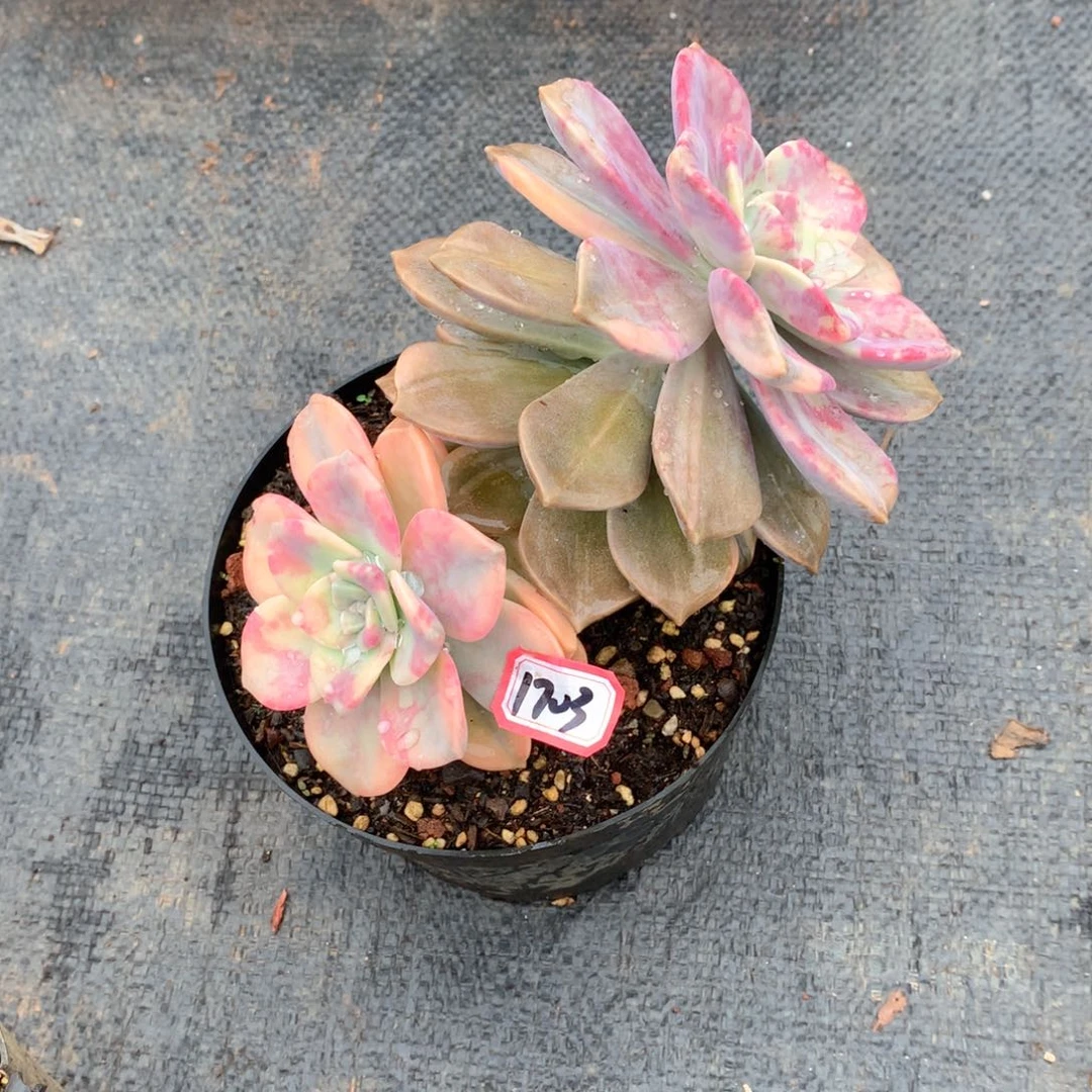 ?****紫乐锦1703晓晓一物一拍