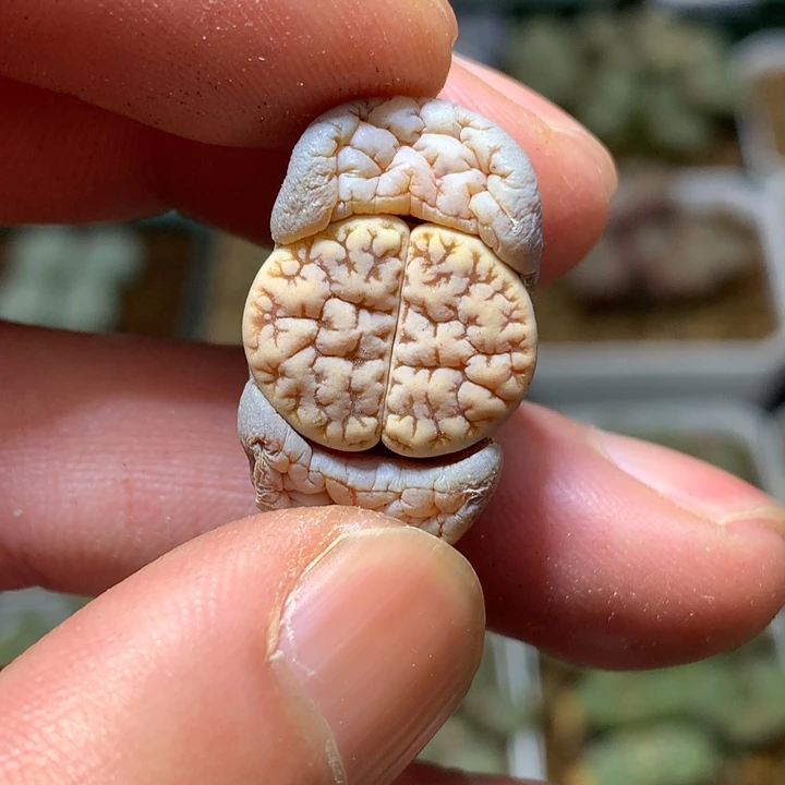 精品多肉植物精品c189