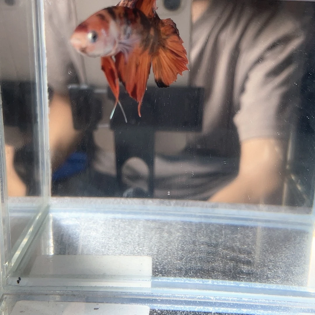 斗鱼不包邮首单补10运19