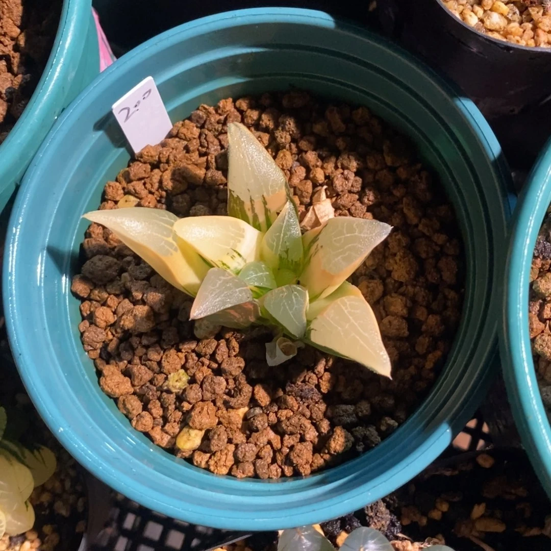 一颗实生大克锦