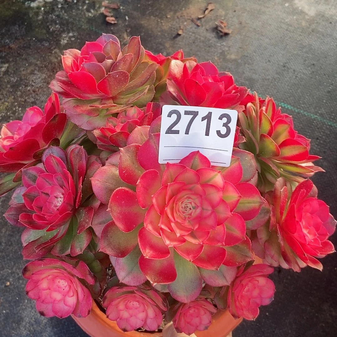 红陶2713荔枝阴阳冠22左右